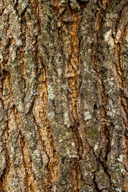 Foto gratuita vista frontale della struttura della corteccia di albero