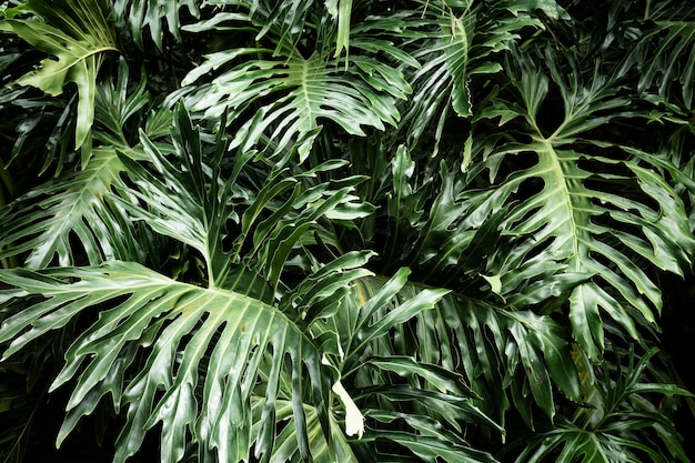 Foto gratuita foglie della pianta tropicale di vista frontale