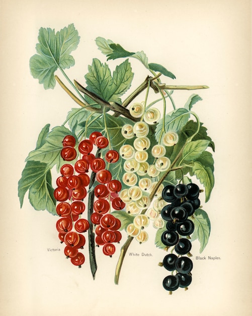 Foto gratuita la guida del frutticoltore: illustrazione vintage di napoli nero, victoria, olandese bianco