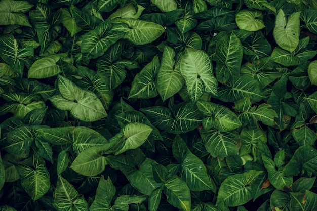 Foto gratuita trama di foglia verde sfondo di texture di foglia