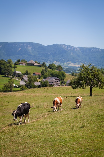 Foto gratuita mandria di mucche che producono latte per il formaggio gruyère in francia in primavera