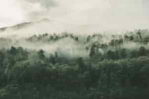 Foto gratuita inquadratura dall'alto di una bellissima foresta con molti alberi verdi avvolti nella nebbia in nuova zelanda