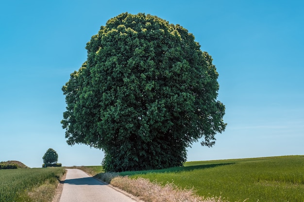 Foto gratuita inquadratura orizzontale di un gigantesco albero verde in un campo accanto a una strada stretta durante la luce del giorno