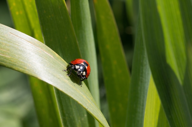 Foto gratuita coccinella seduto su una foglia verde