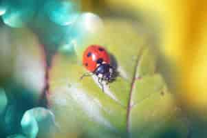 Foto gratuita coccinella