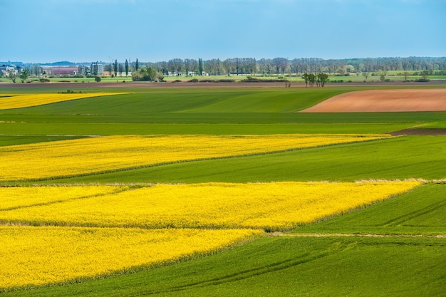 Foto gratuita paesaggio della zona gialla e verde delle piante