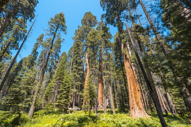 Foto gratuita bassa angolazione di alberi alti mozzafiato nel mezzo del sequoia national park, california, usa