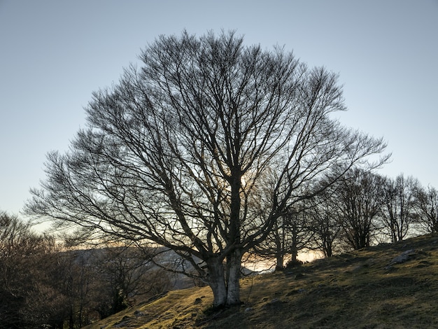 Foto gratuita inquadratura dal basso di un campo su una collina piena di alberi spogli sotto il cielo limpido