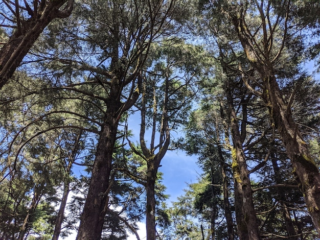 Foto gratuita inquadratura dal basso degli alberi ad alto fusto della foresta sotto il cielo luminoso