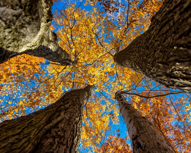 Foto gratuita inquadratura dal basso degli spessi steli di legno di quattro alberi dalle foglie gialle