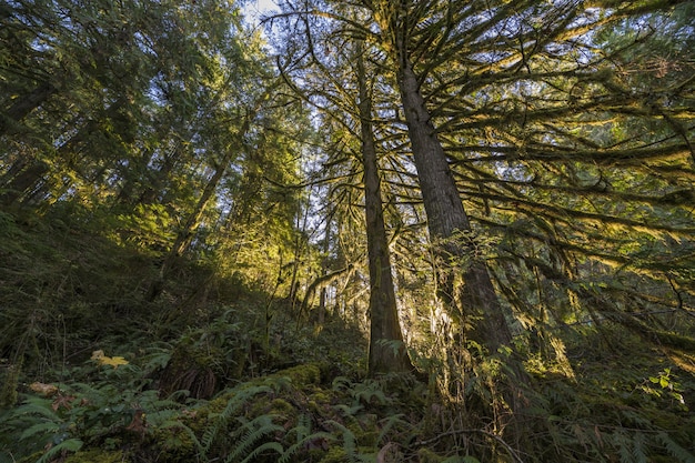 Foto gratuita inquadratura dal basso di alberi in una foresta