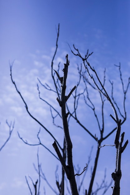 Foto gratuita vista di angolo basso dell'albero nudo contro il cielo