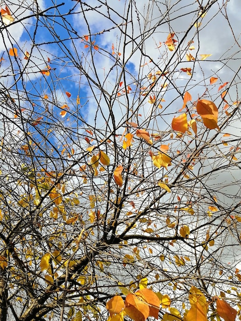 Foto gratuita inquadratura dal basso di foglie colorate sui rami degli alberi sotto la luce del sole e un cielo nuvoloso