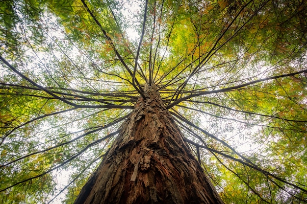 Foto gratuita inquadratura dal basso di un albero coperto di foglie verdi sotto la luce del sole durante il giorno