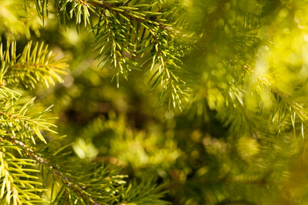 Foto gratuita erba naturale da vicino