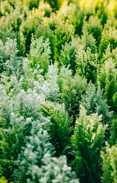 Foto gratuita thuja naturale verde della conifera che pianta giardino