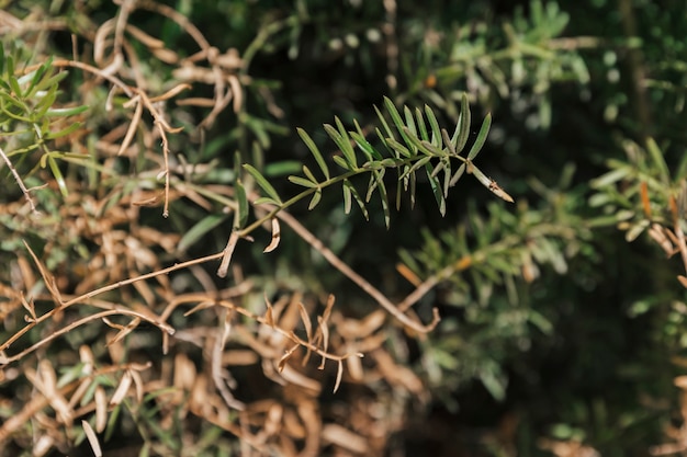 Foto gratuita texture della vegetazione naturale