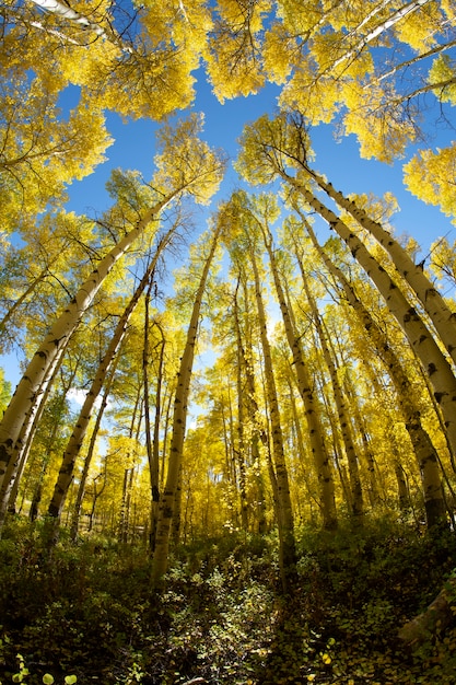 Foto gratuita vista sulla natura della flora e della vegetazione degli stati uniti