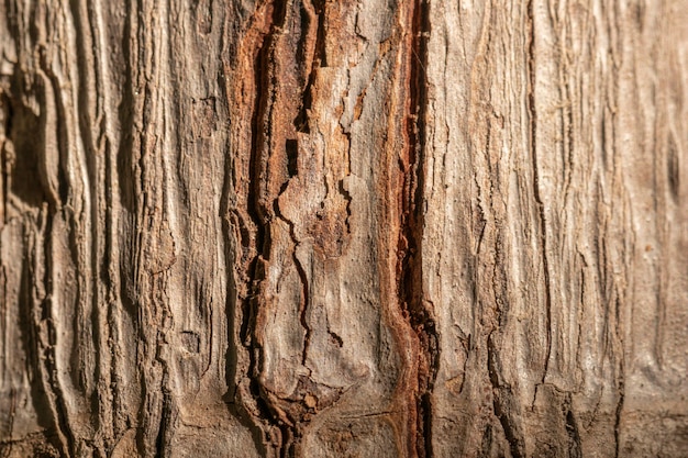 Foto gratuita sfondo organico albero guscio di close-up