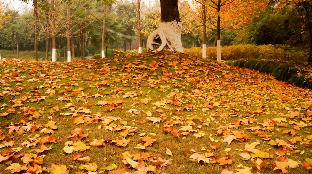 Foto gratuita parco con foglie secche a terra