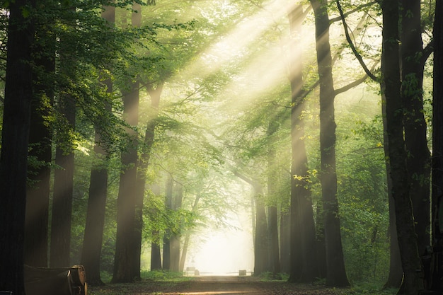 Foto gratuita percorso in mezzo agli alberi a foglia verde con il sole che splende attraverso i rami