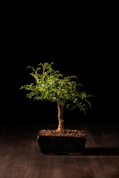 Foto gratuita albero in vaso su superficie di legno