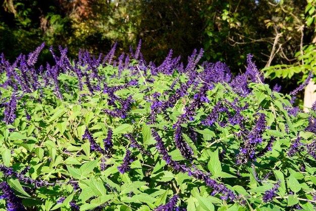 Foto gratuita fiori selvatici viola