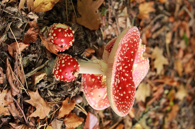 Foto gratuita funghi rossi con un gambo bianco e punti bianchi sul terreno nella foresta