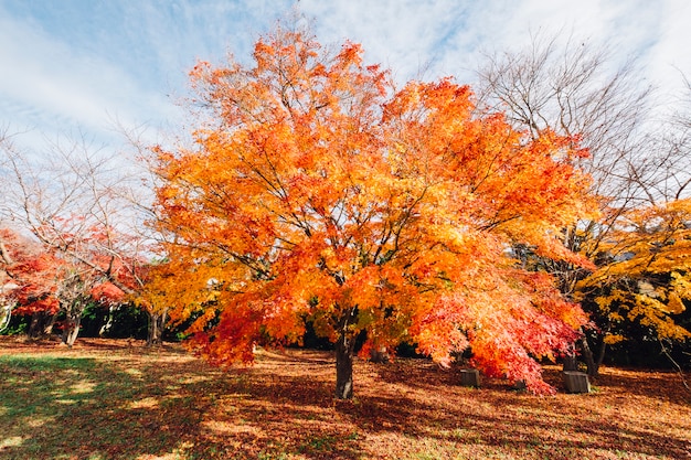 Foto gratuita albero autunno foglie rosse e arancione in giappone