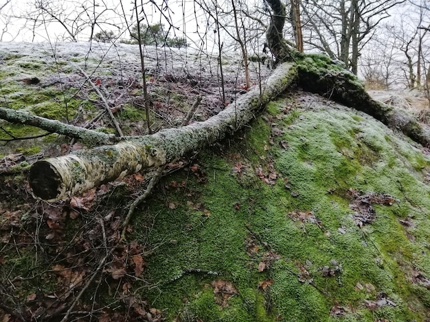 Foto gratuita scenario di una foresta verde a larvik, norvegia