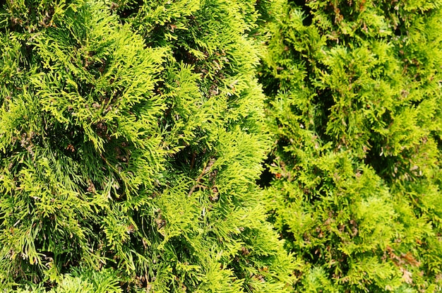 Foto gratuita colpo di messa a fuoco selettiva di un albero giardino verde coperto dalla luce solare