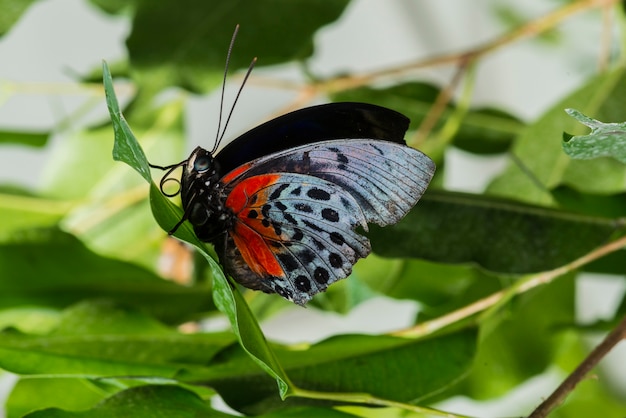 Foto gratuita farfalla delicata di vista laterale in natura