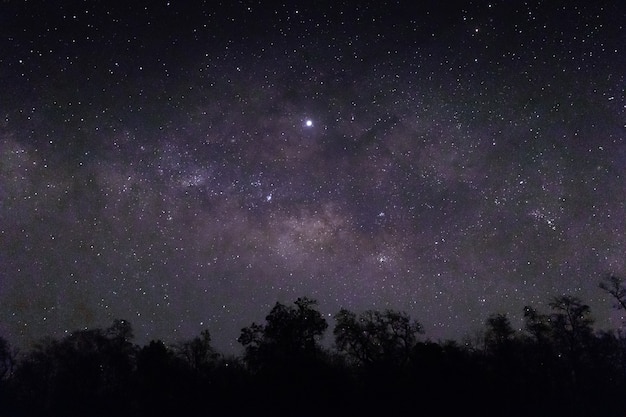 Foto gratuita cielo pieno di stelle e sagome di alberi sottostanti