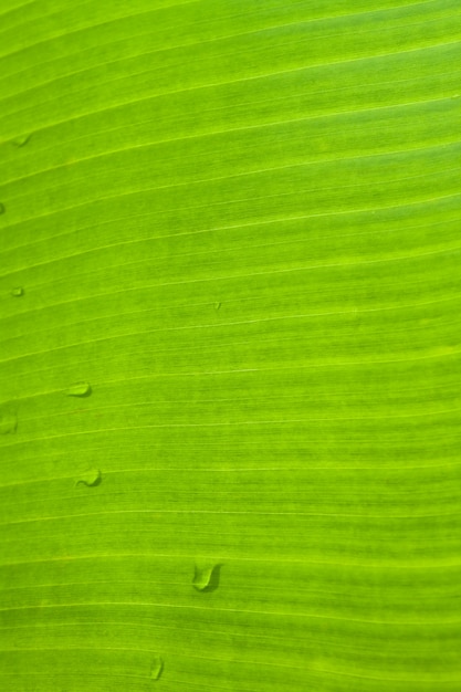 Foto gratuita estate dettaglio luce tropicale organico