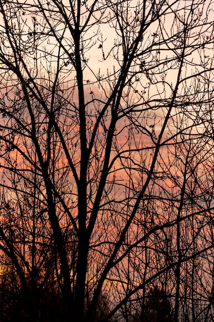 Foto gratuita cielo al tramonto attraverso l'albero vuoto