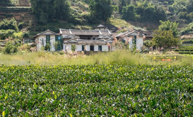 Premium Photo | Tea plantations around tulou at unesco heritage site ...