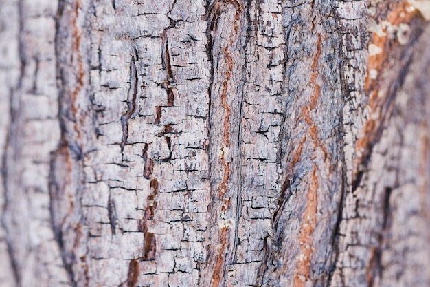 Foto gratuita struttura del legno alto vicino