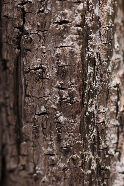 Foto gratuita struttura del legno alto vicino