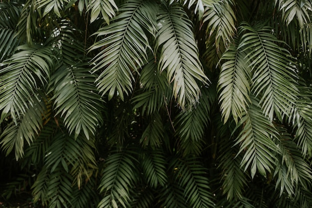 Foto gratuita texture di foglie di palma - perfetto per carta da parati o sfondo