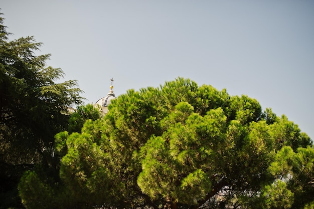 Foto gratuita cima dell'albero mediterraneo verde sul contrasto con il cielo blu