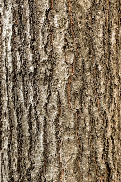 Foto gratuita vista dall'alto della corteccia di albero