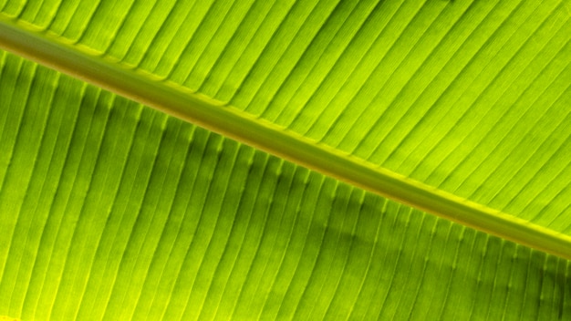 Foto gratuita vista dall'alto della pianta a foglia tropicale