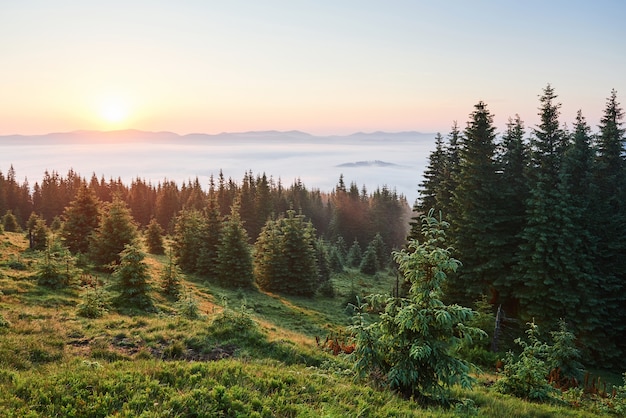 Foto gratuita viaggi, trekking. paesaggio estivo - montagne, erba verde, alberi e cielo blu.