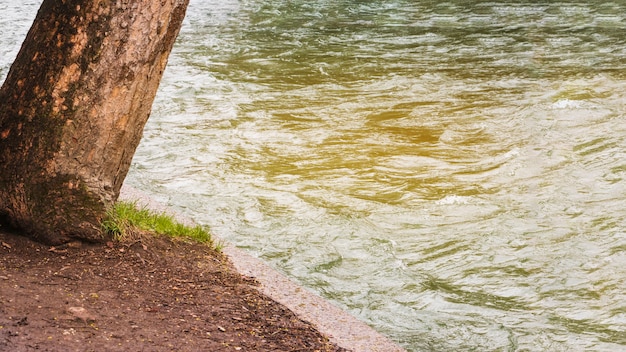 Foto gratuita albero che cresce per acqua