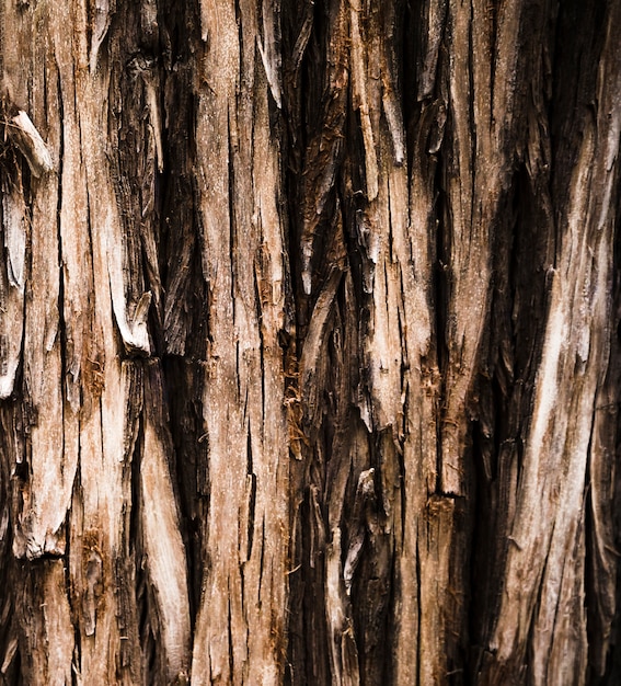 Foto gratuita fine di struttura del tronco di albero su