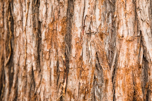 Foto gratuita fine di struttura del tronco di albero su