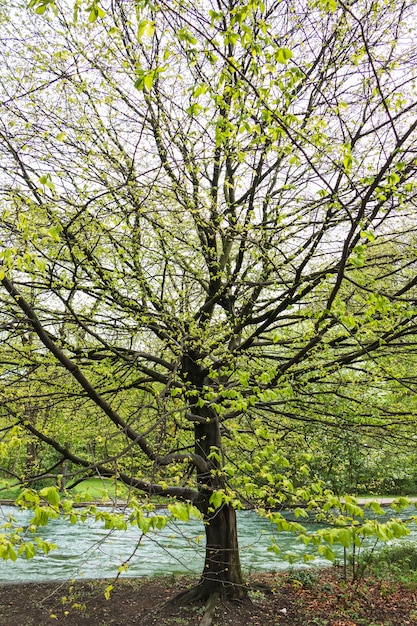 Foto gratuita albero con molti rami dal fiume