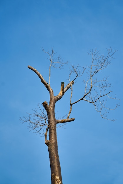 Foto gratuita albero