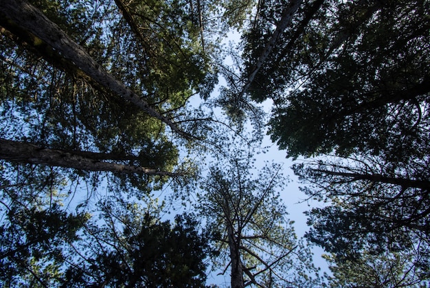 Foto gratuita alberi e sfondi forestali