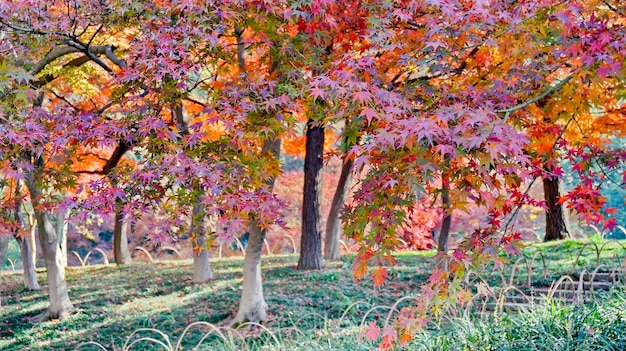 Foto gratuita alberi con foglie colorate